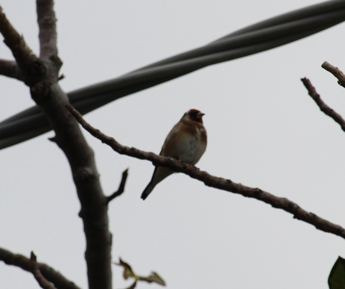 Бор бужирга - ML637449069