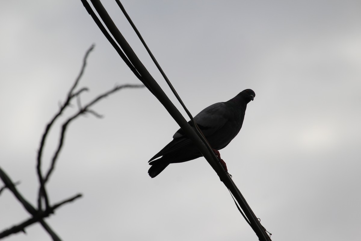 Хөхвөр тагтаа (суурин газрын) - ML637449082