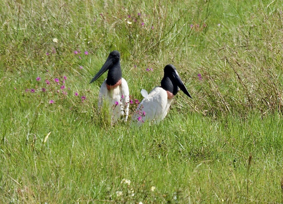 Jabiru - ML637449085