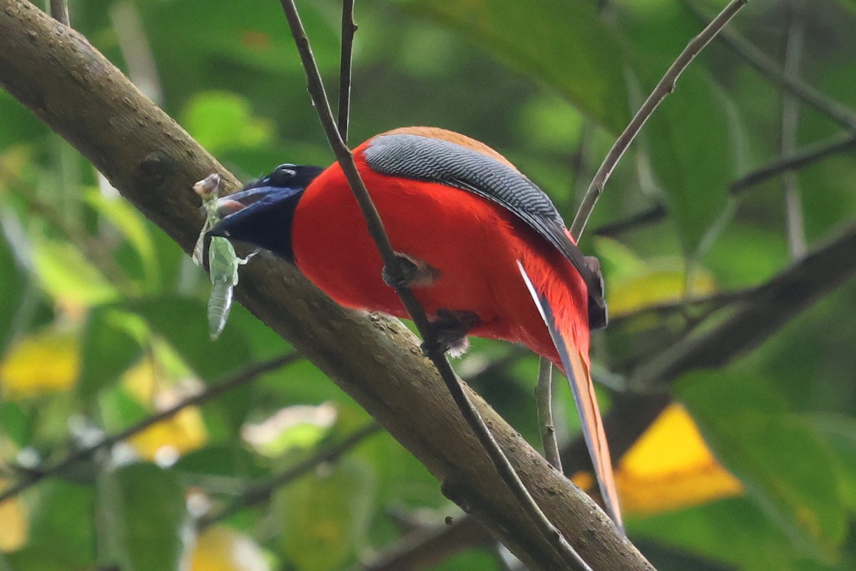 Scarlet-rumped Trogon - ML637449089