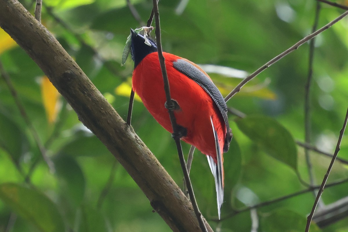 Scarlet-rumped Trogon - ML637449090