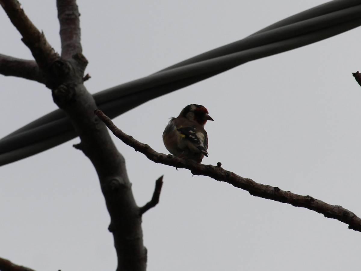 Бор бужирга - ML637449113