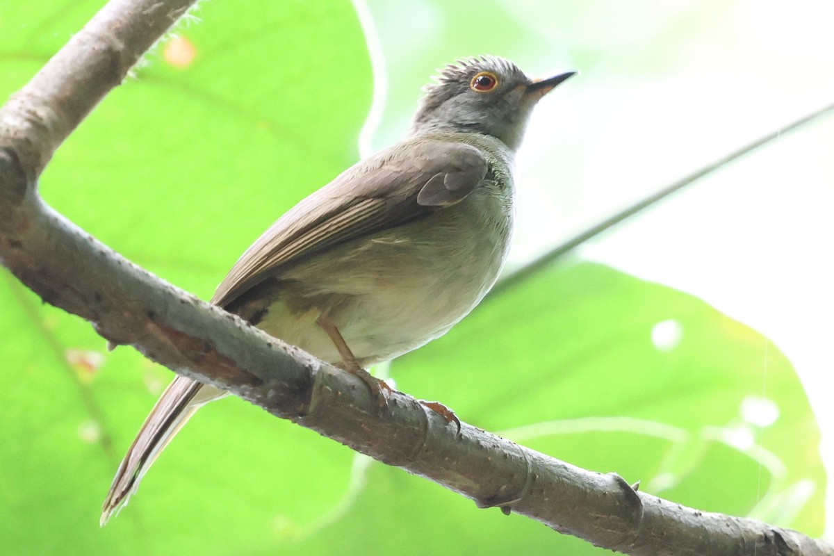 bulbul brýlatý - ML637449166