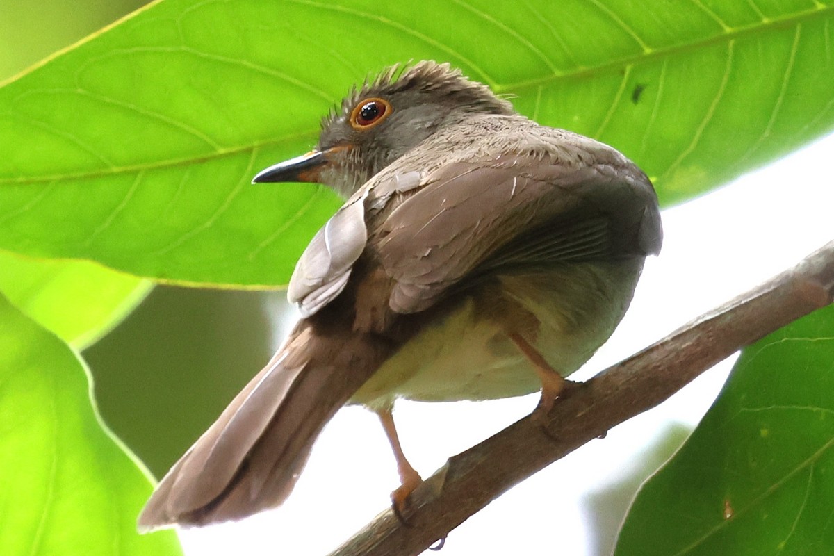 bulbul brýlatý - ML637449167