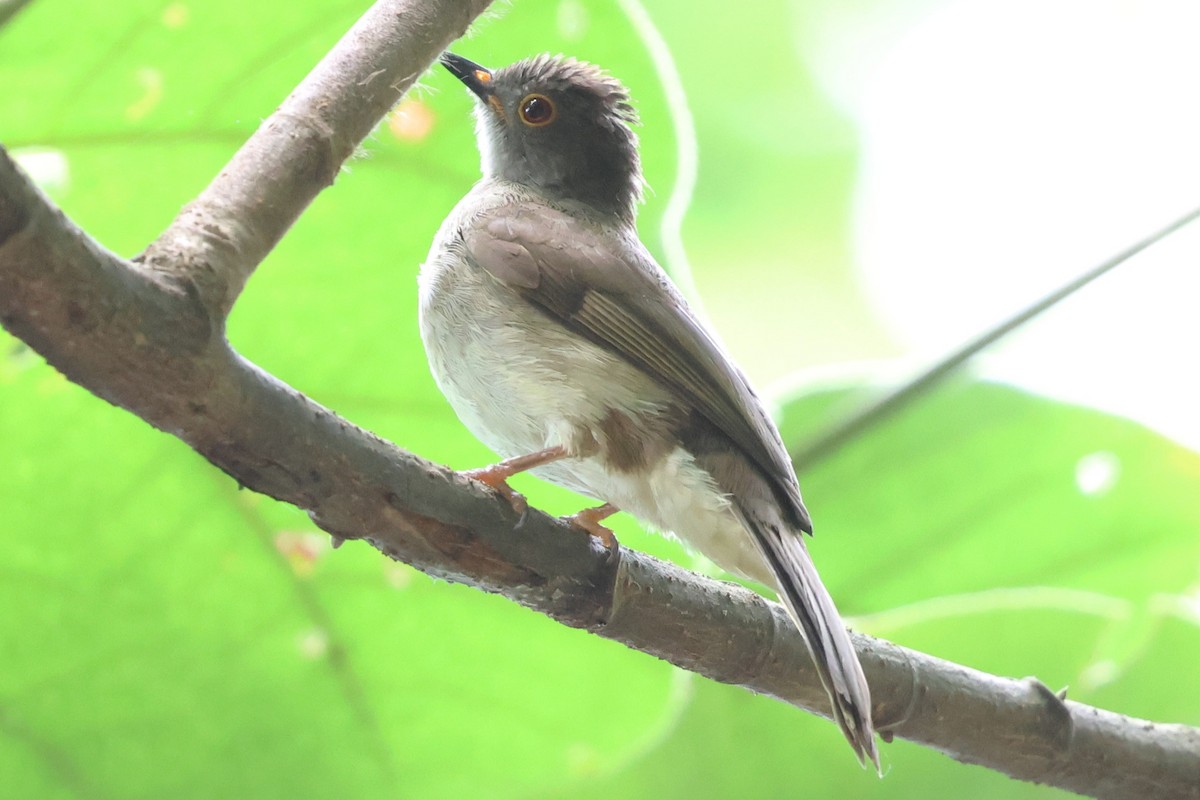 bulbul brýlatý - ML637449168