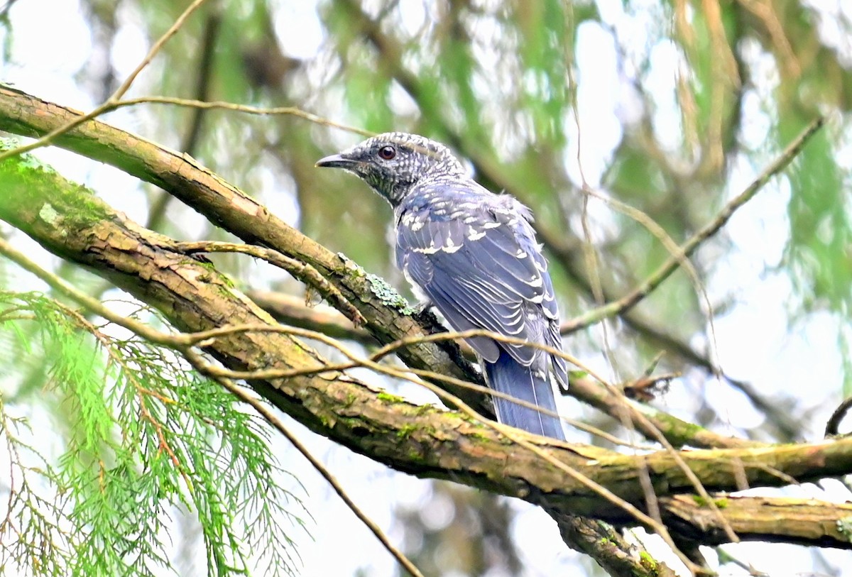 Black-winged Cuckooshrike - ML637449194