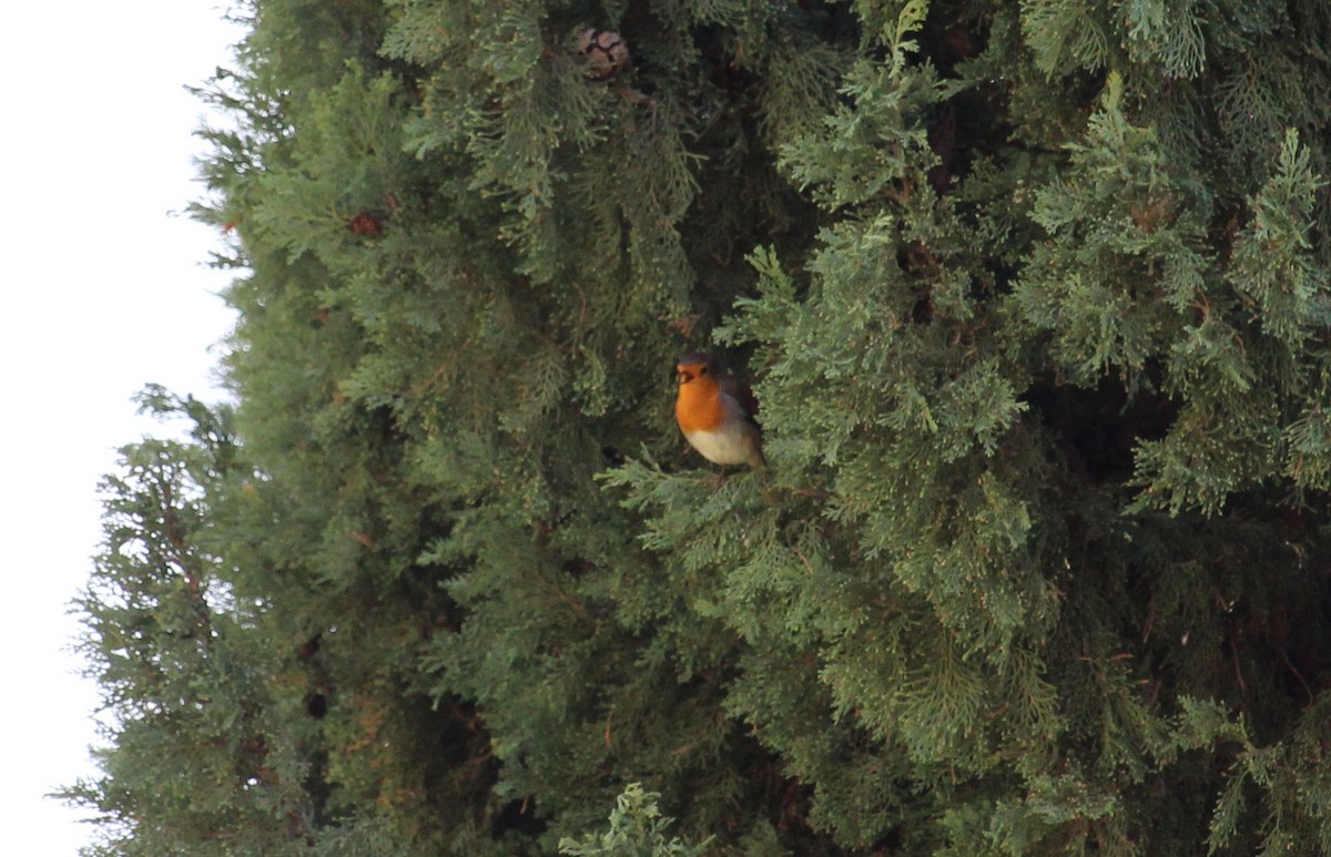 Өрнийн зээрд омруут - ML637449215