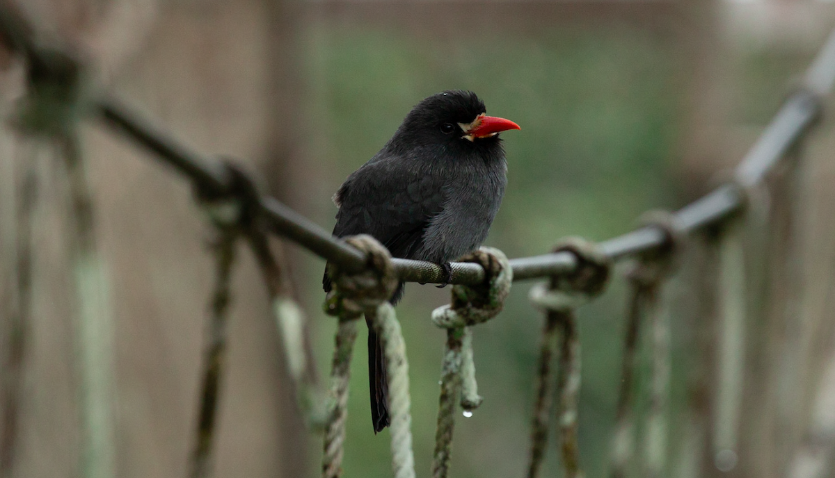 White-fronted Nunbird - ML637449251