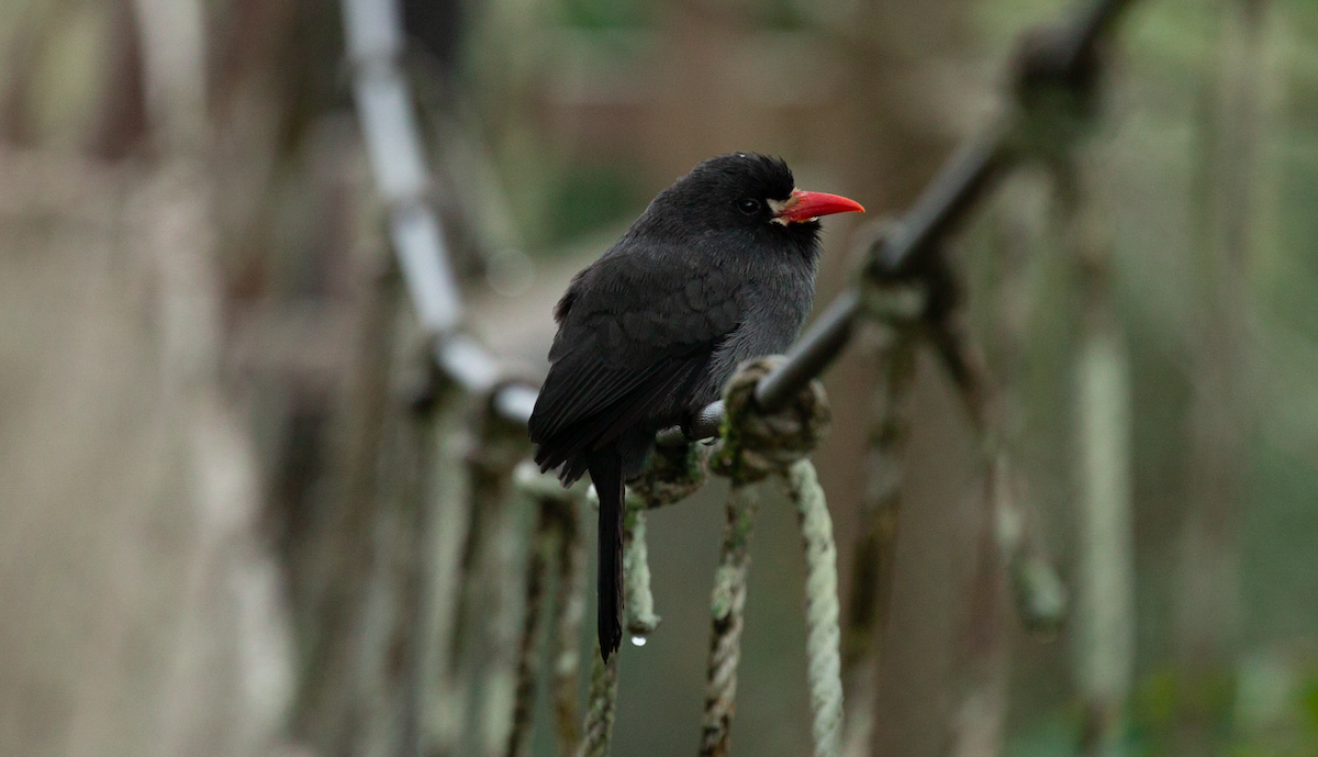 White-fronted Nunbird - ML637449253