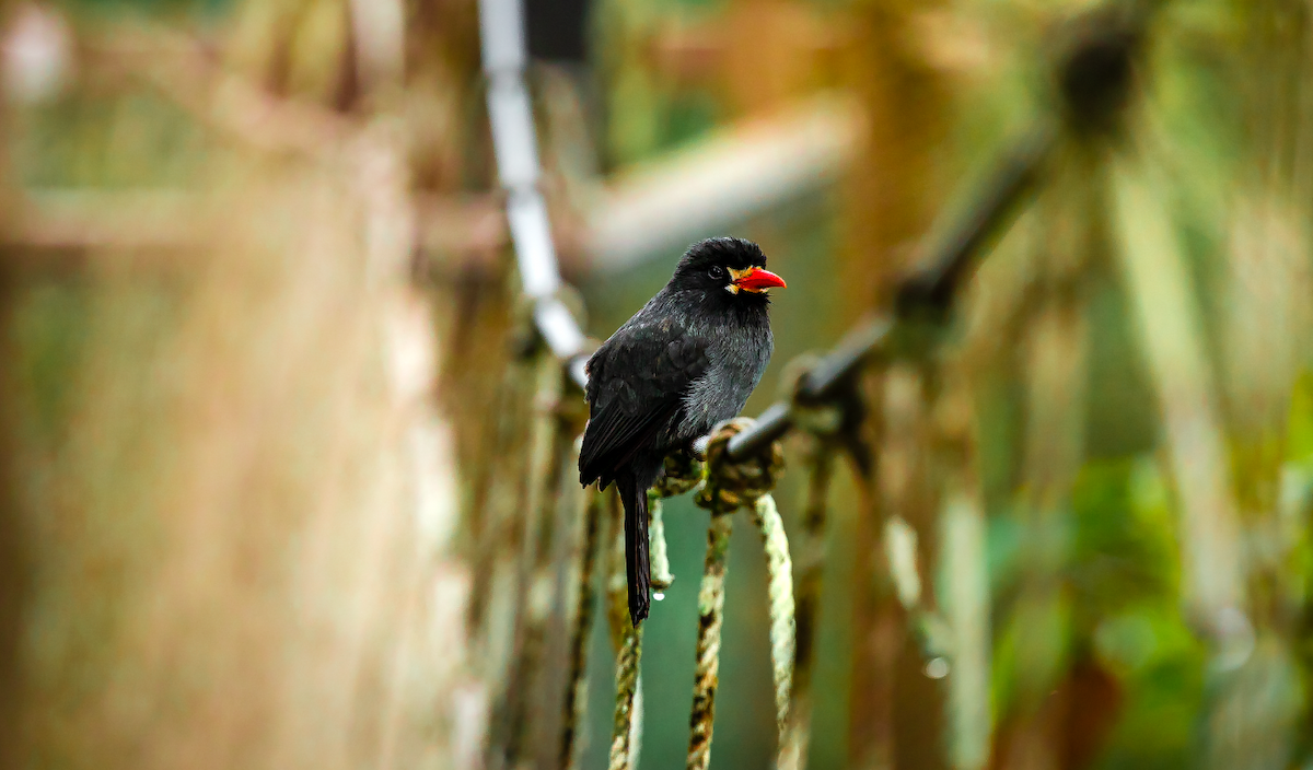 White-fronted Nunbird - ML637449254