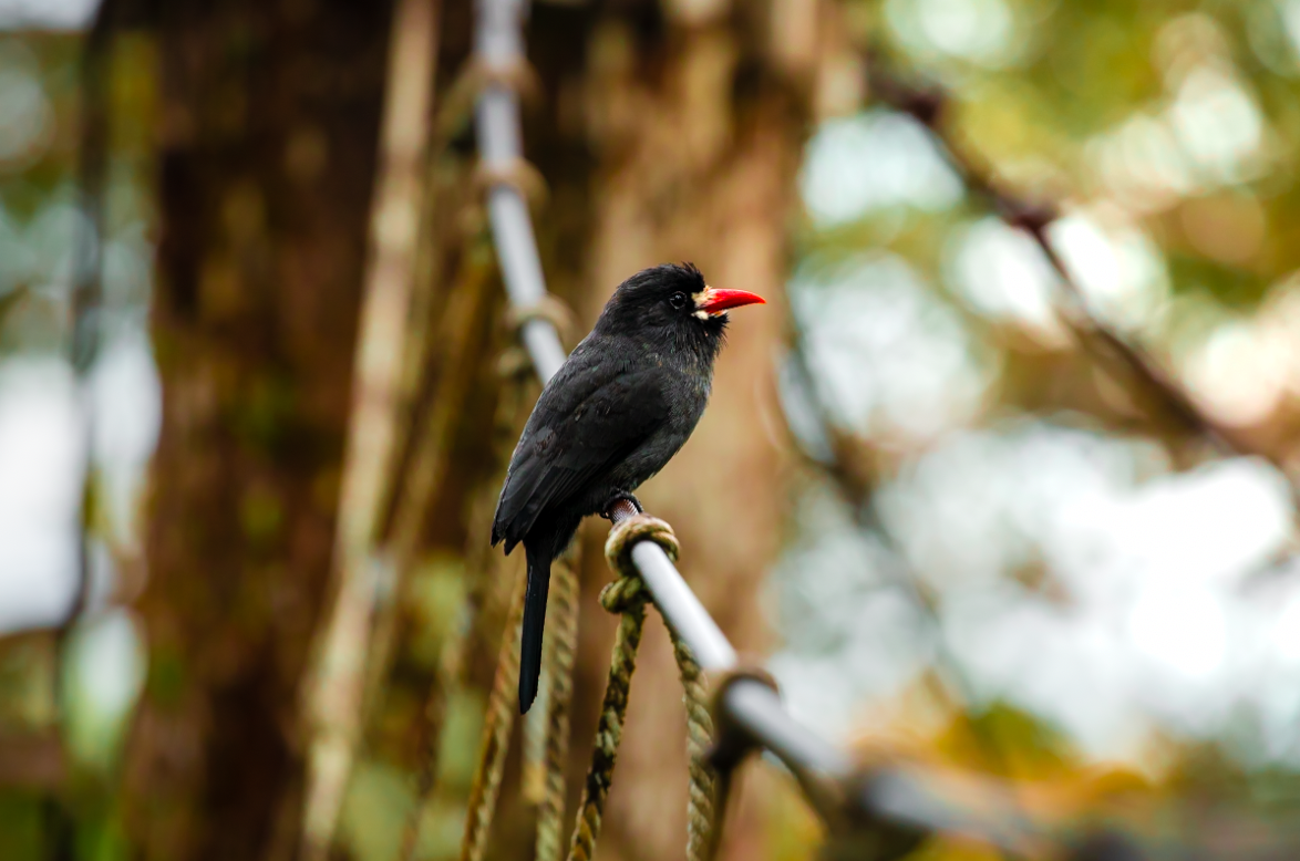 White-fronted Nunbird - ML637449256