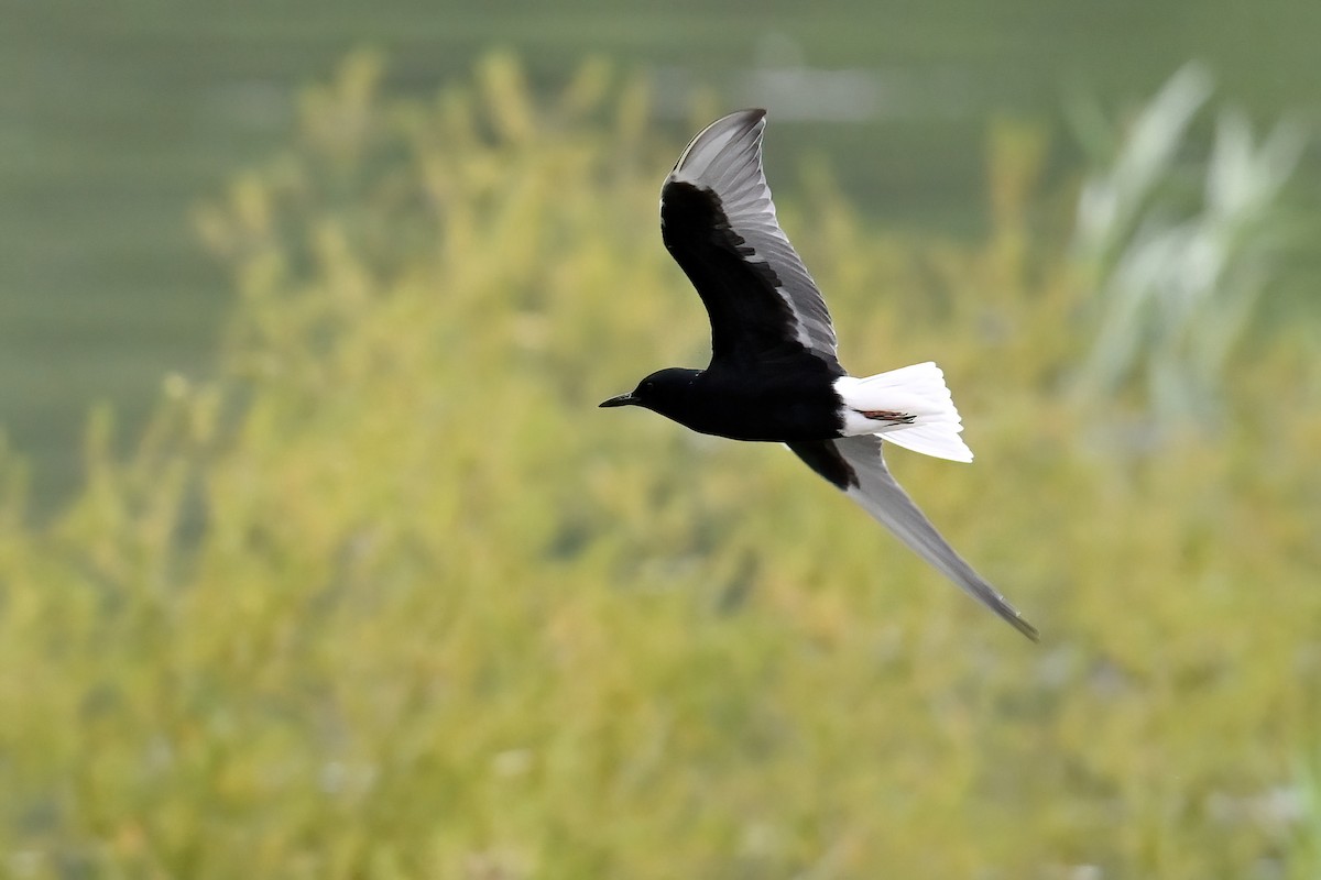 White-winged Tern - ML637449258
