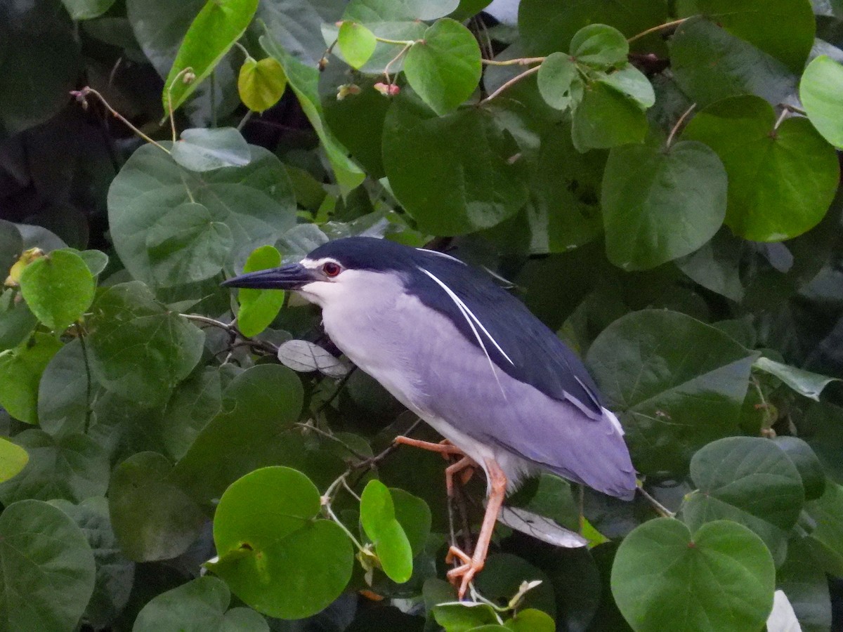 Black-crowned Night Heron - ML637449289