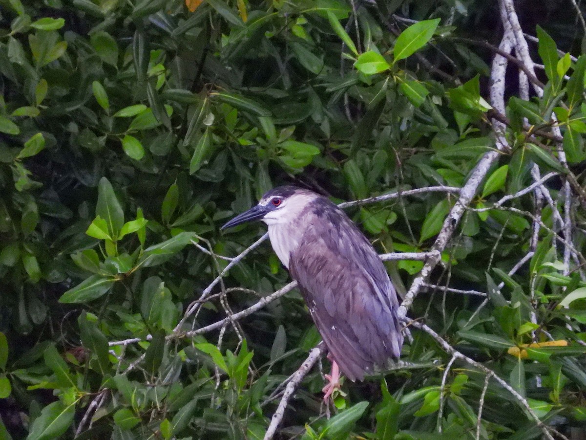 Black-crowned Night Heron - ML637449291