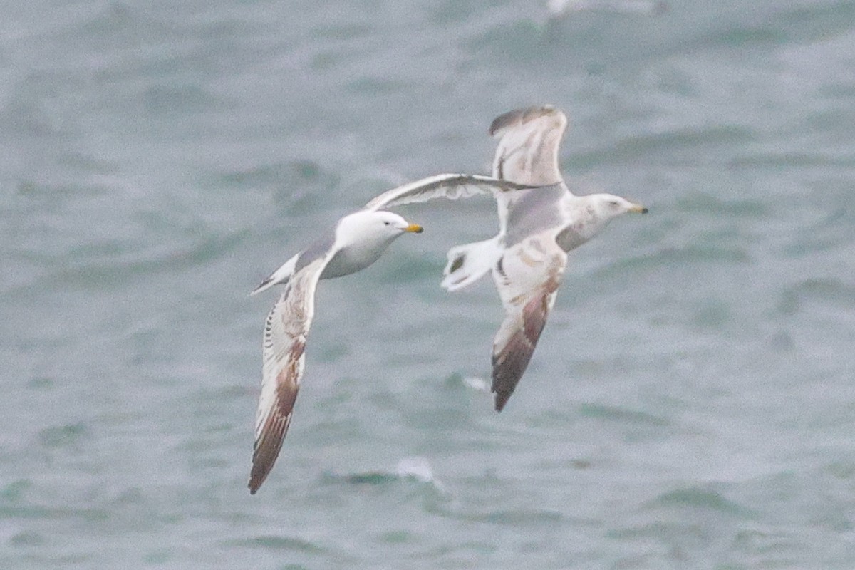 Vega Gull - ML637449306