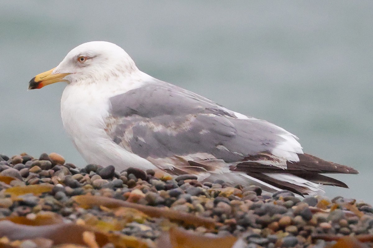 Vega Gull - ML637449307