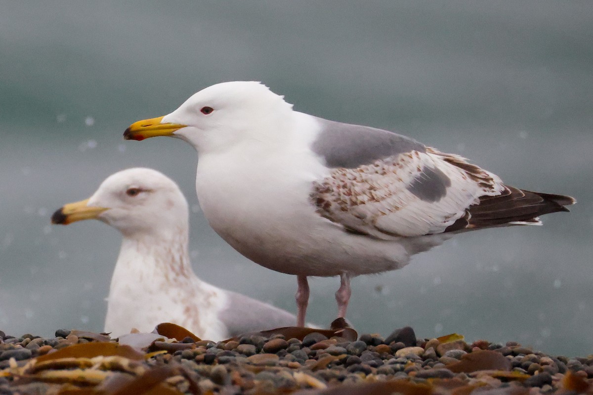Vega Gull - ML637449308