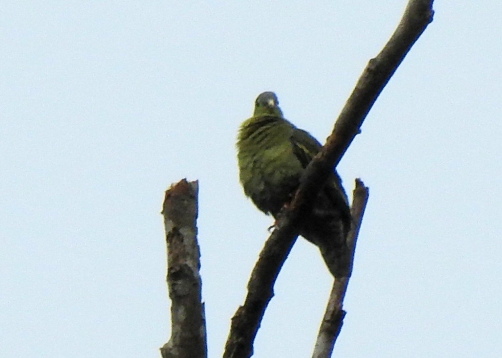 Thick-billed Green-Pigeon - ML637449376
