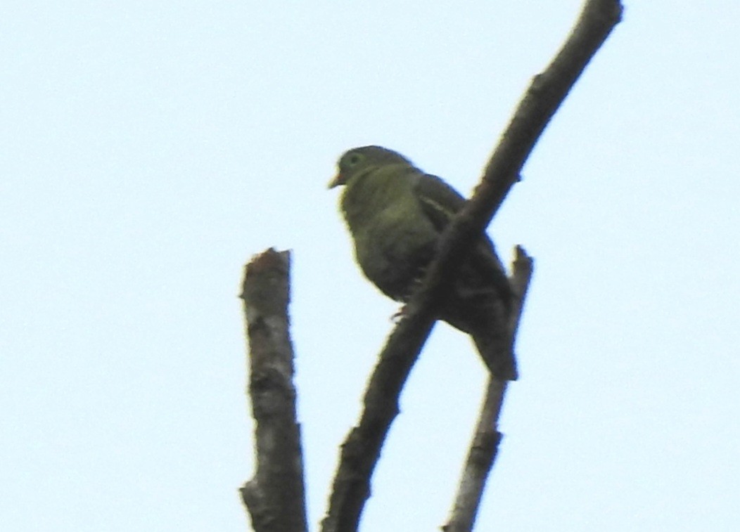 Thick-billed Green-Pigeon - ML637449377