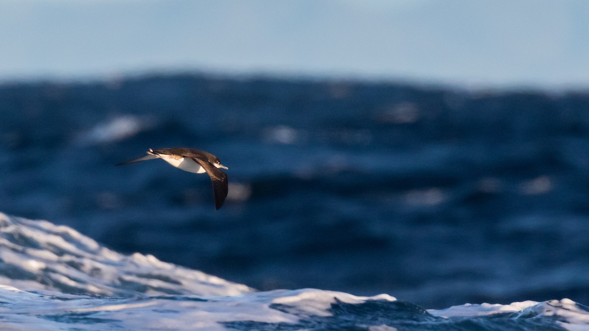 Hutton's Shearwater - ML637449411