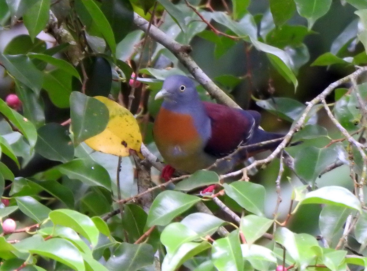 Little Green-Pigeon - ML637449419