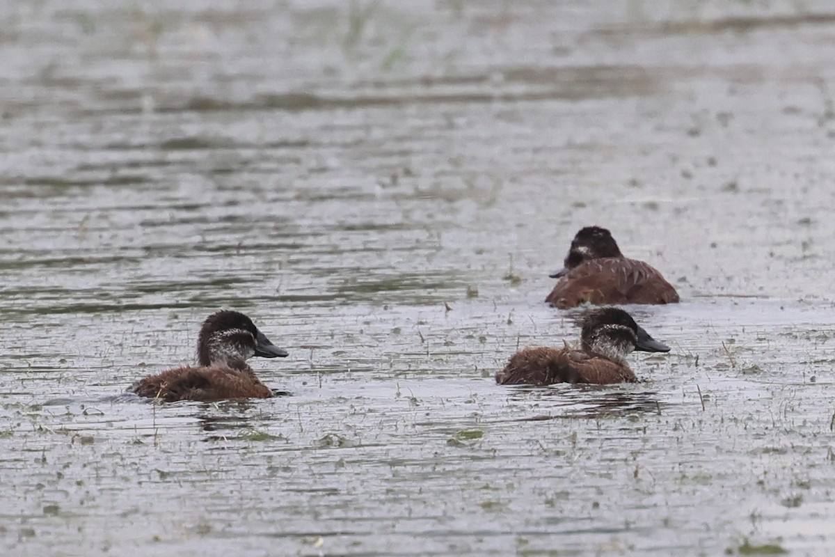White-headed Duck - ML637449429