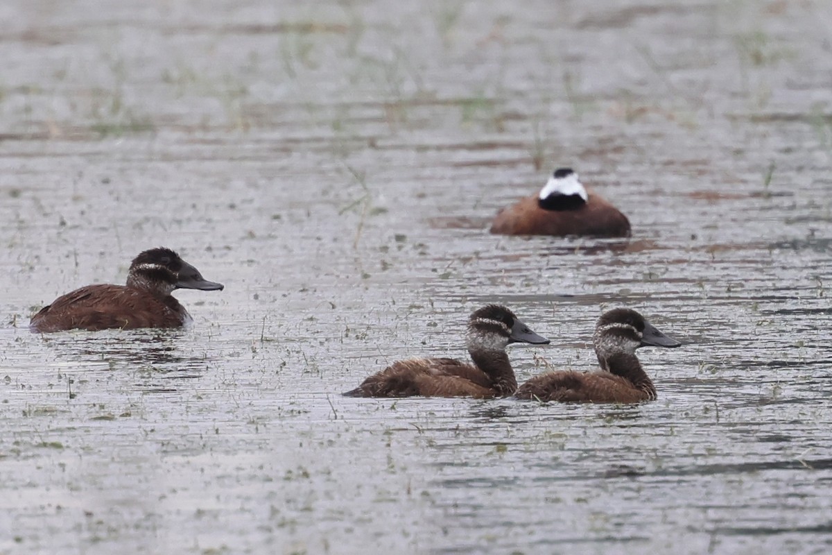 White-headed Duck - ML637449430
