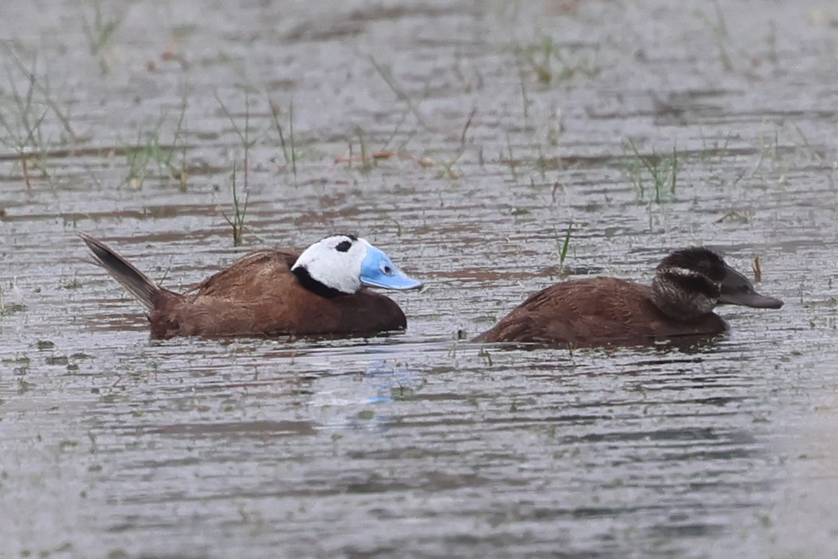 White-headed Duck - ML637449431
