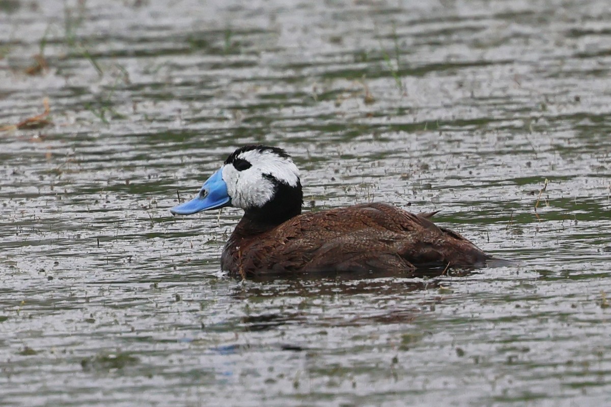 White-headed Duck - ML637449432