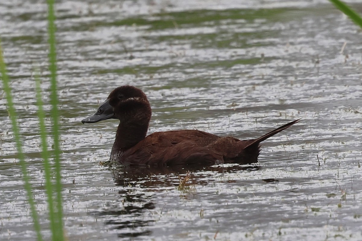 White-headed Duck - ML637449433