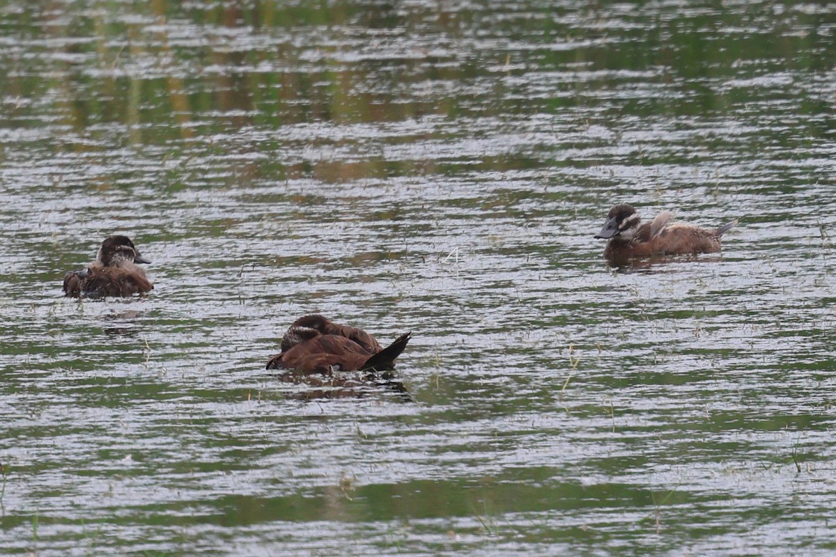 White-headed Duck - ML637449434