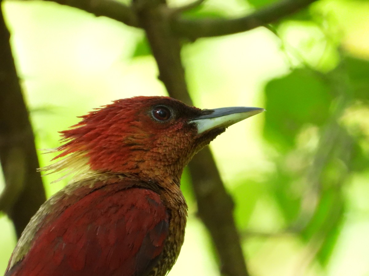 Banded Woodpecker - ML637449436