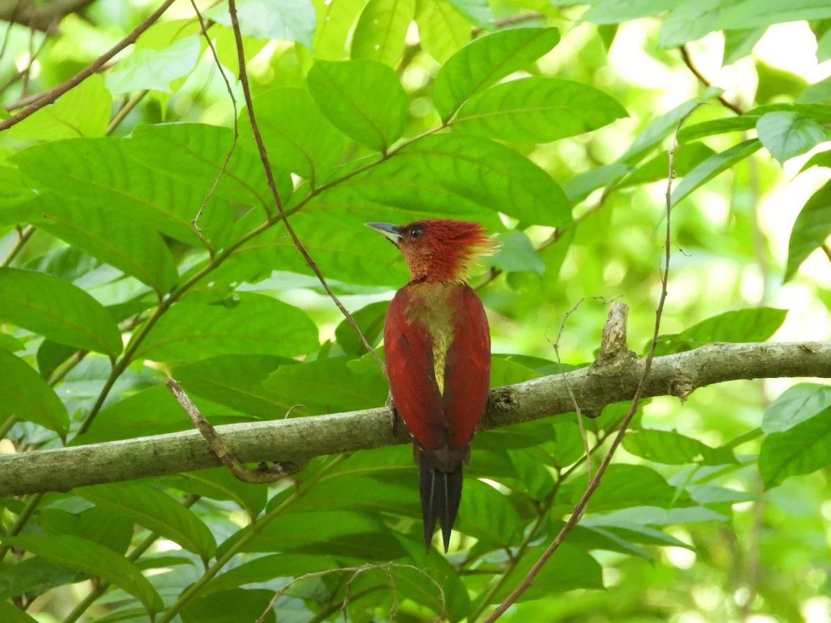 Banded Woodpecker - ML637449437