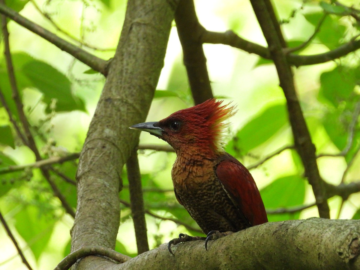 Banded Woodpecker - ML637449438