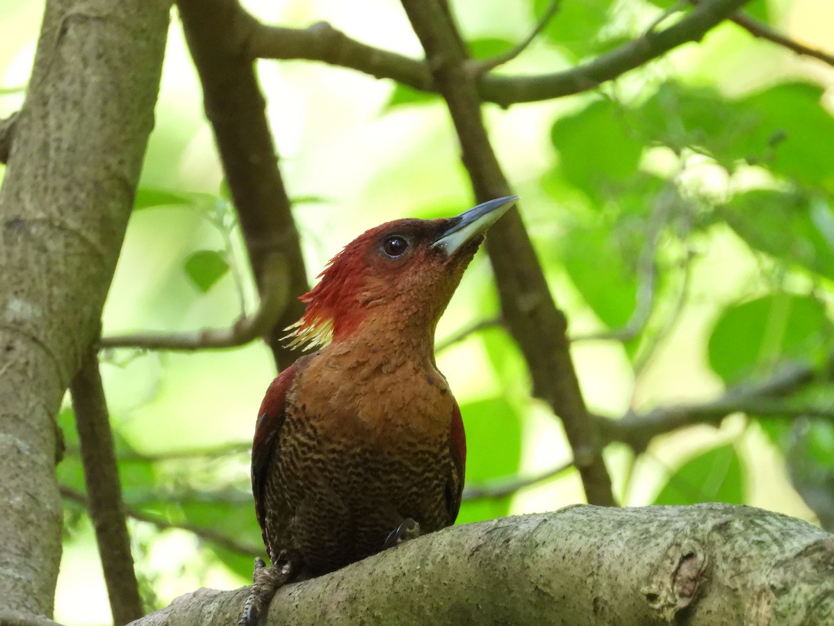Banded Woodpecker - ML637449439
