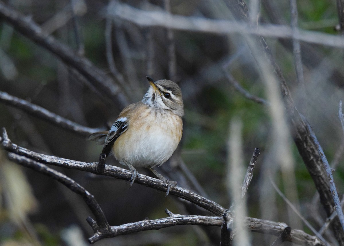 White-browed Scrub-Robin - ML637449488