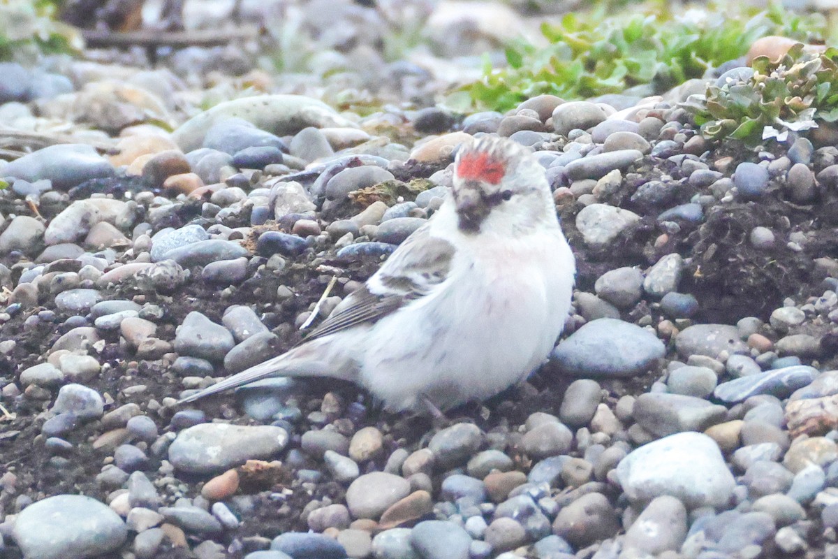 Redpoll (Common) - ML637449507