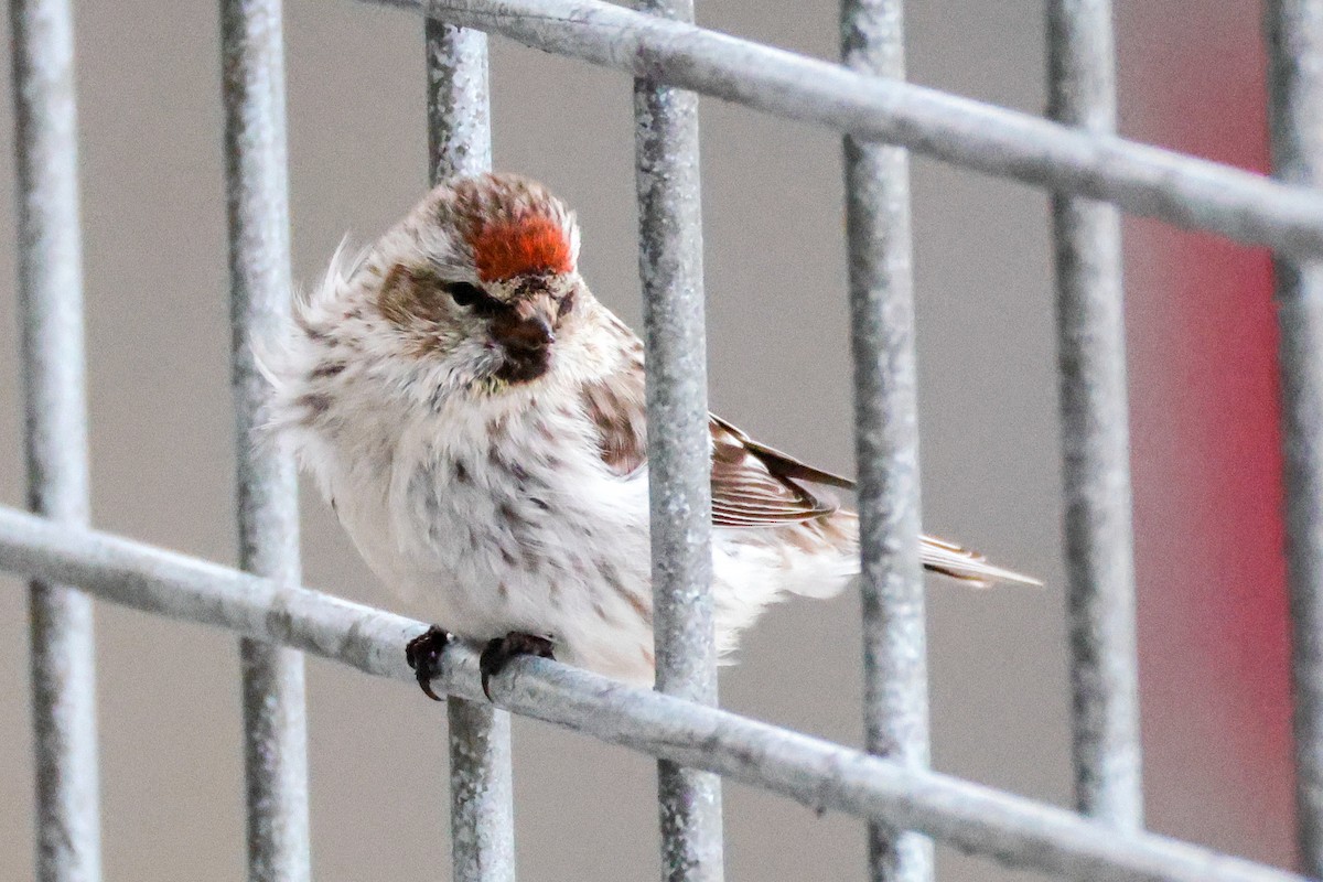 Redpoll (Common) - ML637449508