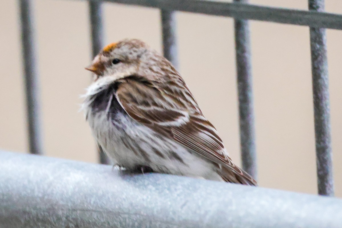 Redpoll (Common) - ML637449509