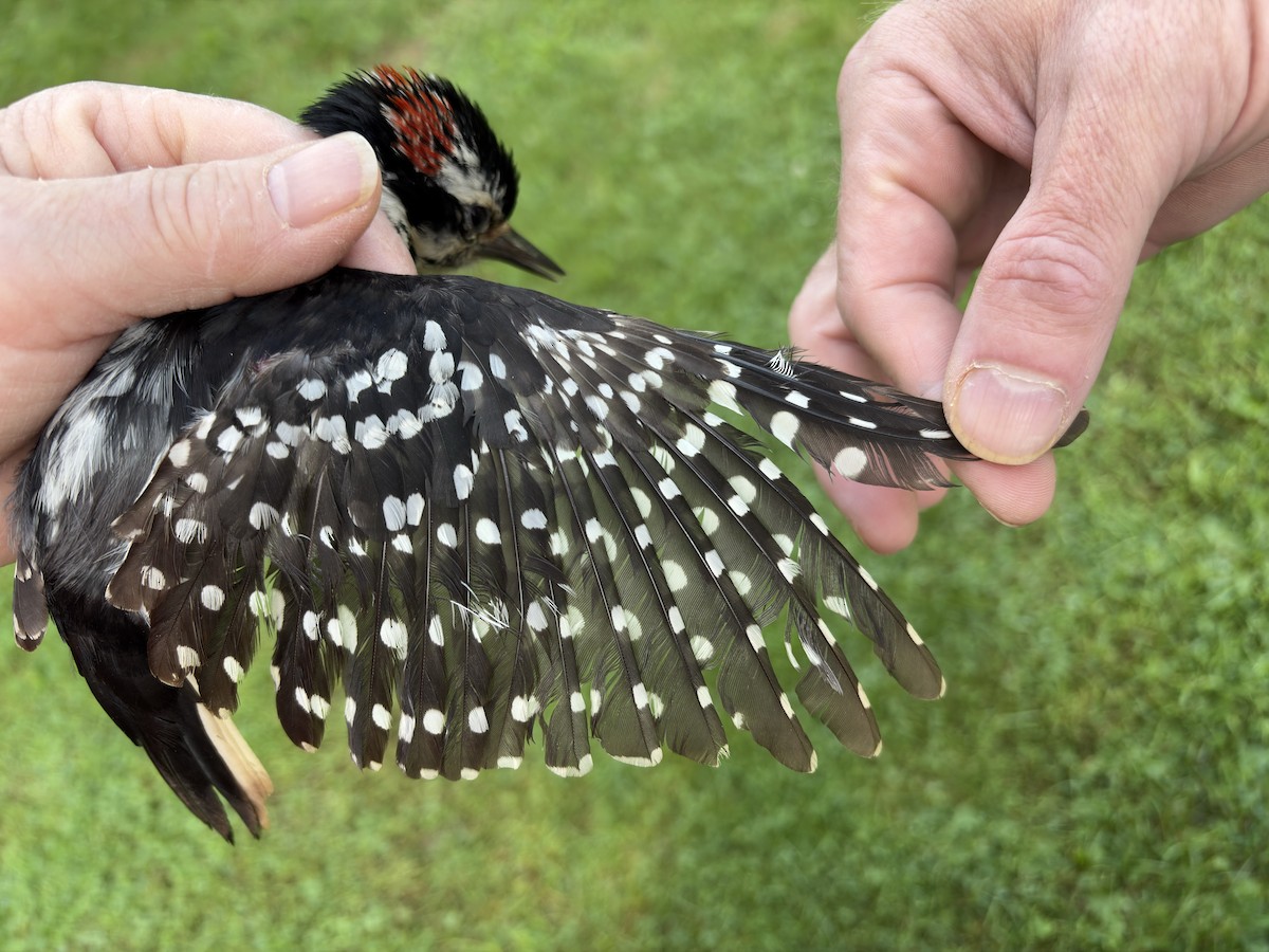 Hairy Woodpecker - ML637449514
