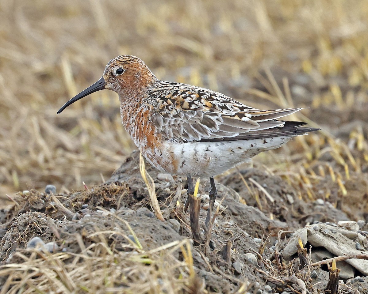 Curlew Sandpiper - ML637449515