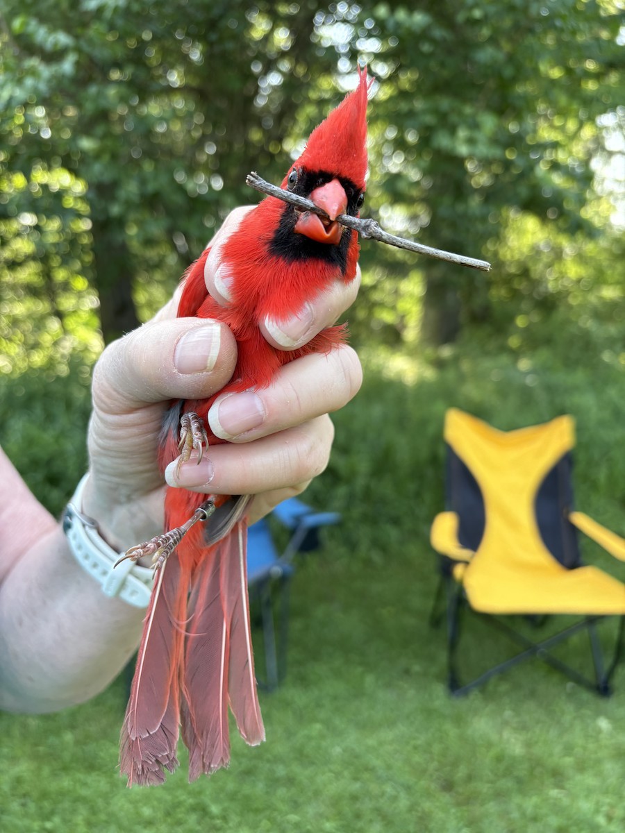 Northern Cardinal - ML637449519