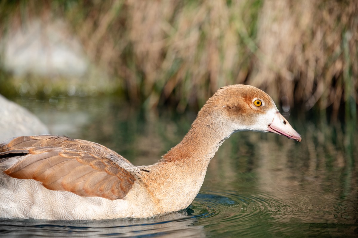 husice nilská - ML637449778