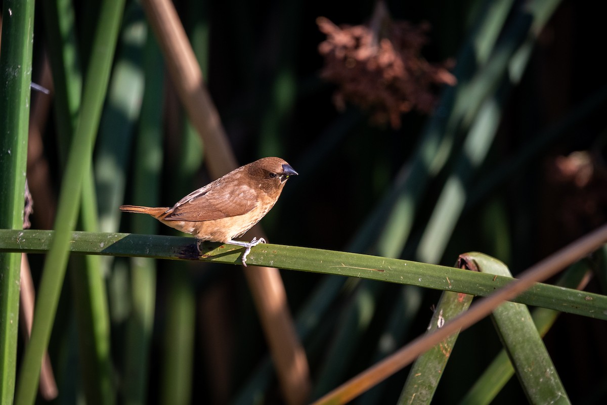 panenka muškátová - ML637449782