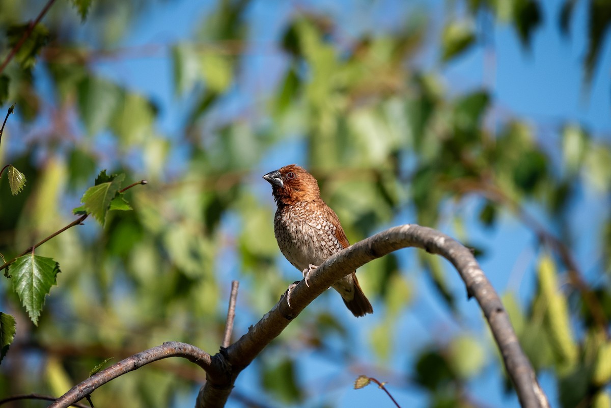 panenka muškátová - ML637449783