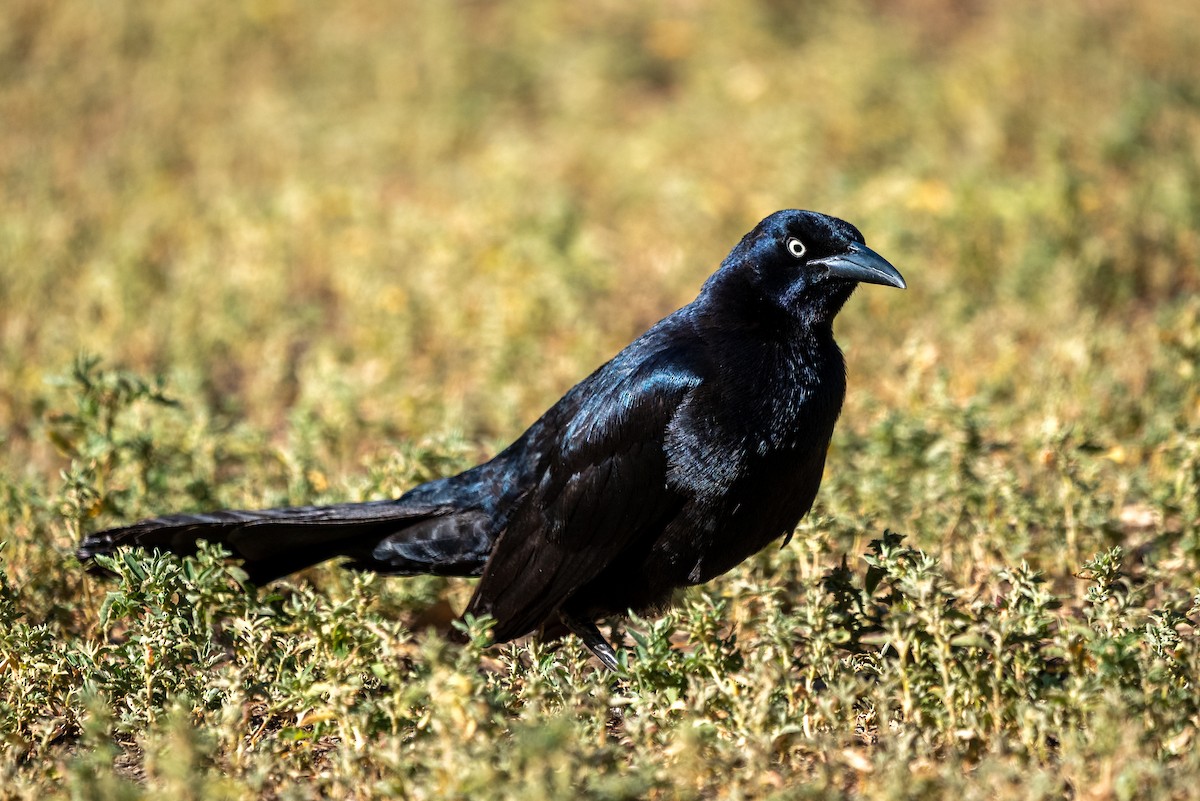 vlhovec velkoocasý - ML637449784