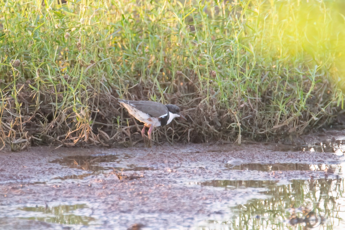 Red-kneed Dotterel - ML637449842