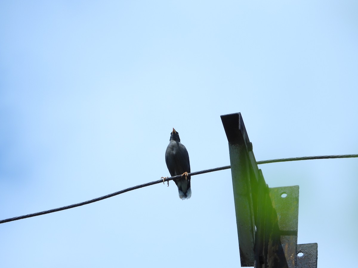Javan Myna - ML637449887