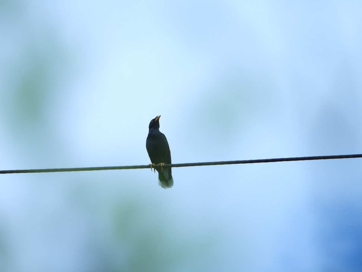 Javan Myna - ML637449888