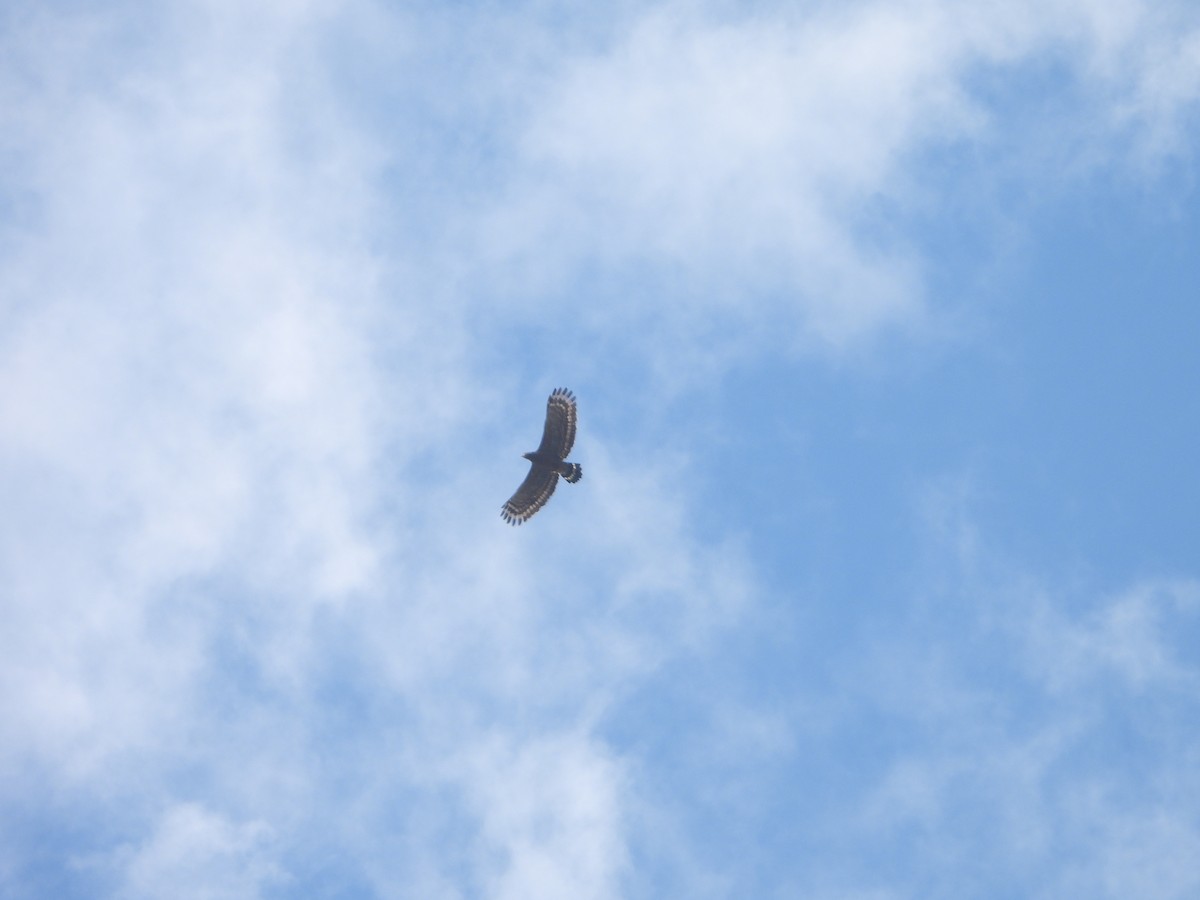 Crested Serpent-Eagle - ML637449902